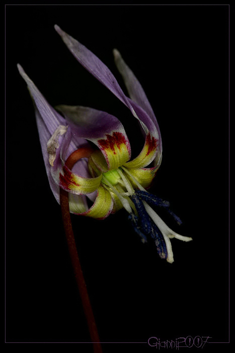 Erythronium dens-canis / Dente di cane